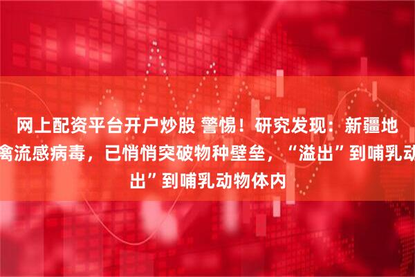 网上配资平台开户炒股 警惕！研究发现：新疆地区H11禽流感病毒，已悄悄突破物种壁垒，“溢出”到哺乳动物体内